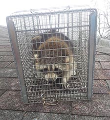 raccoon trapping Appleton