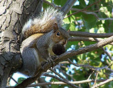 squirrels in attic Appleton